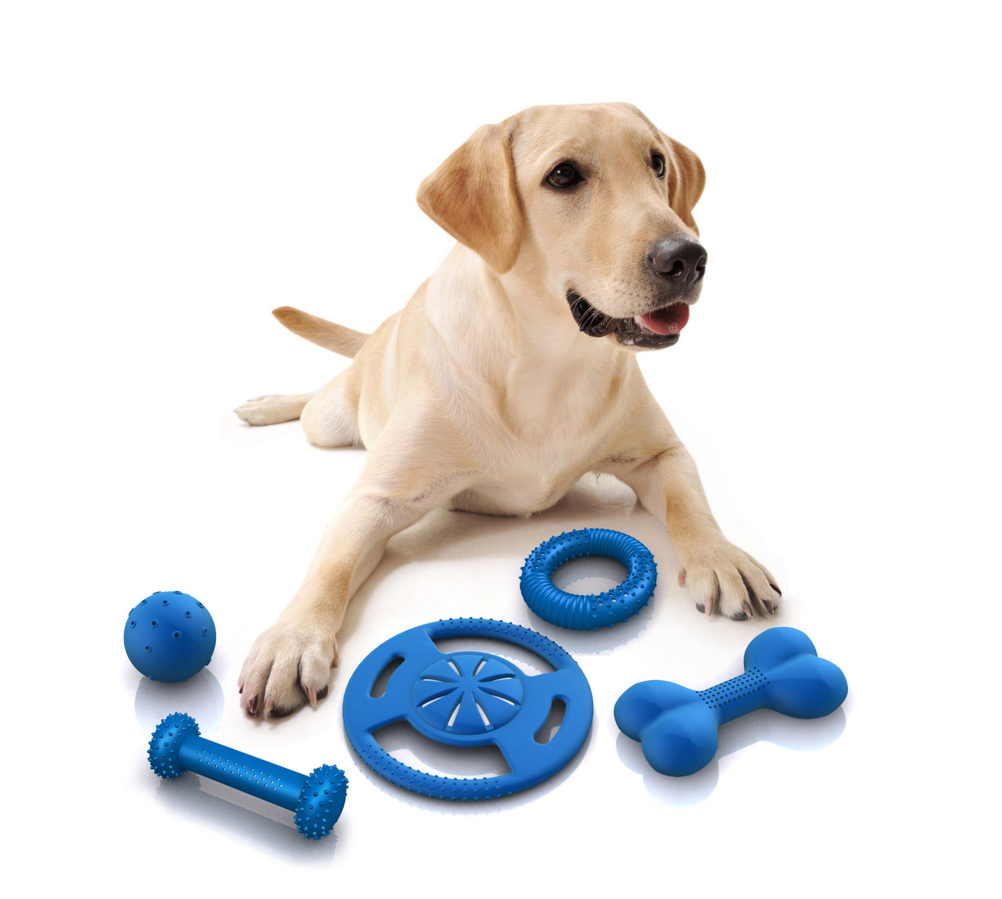 Finding Discount Pet Supplies Online Ariki Holidays