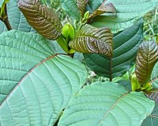 Kratom – Real Facts, Effects, Benefits & How To Use