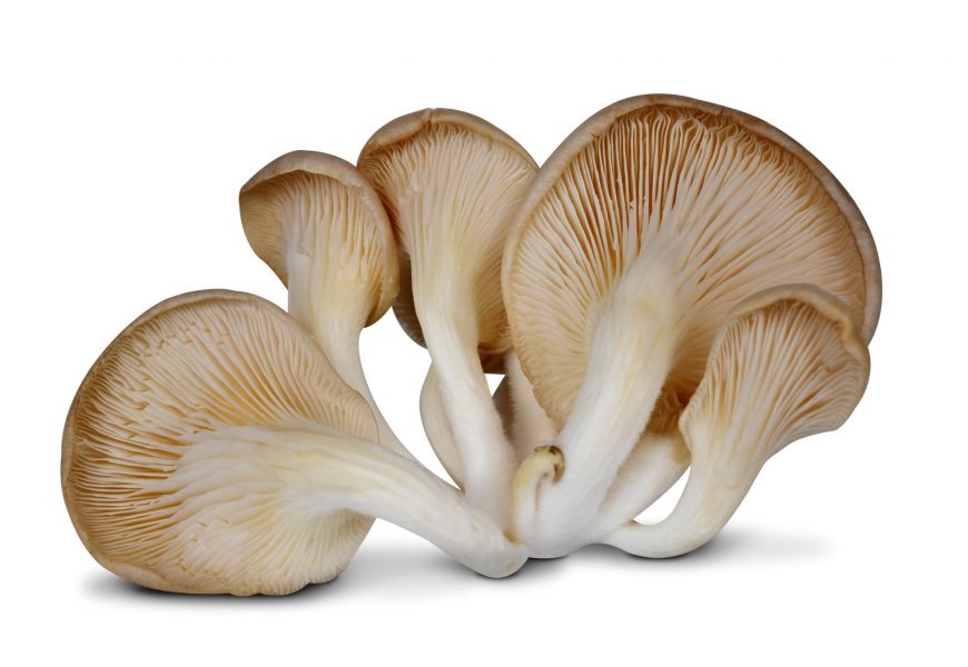 Magic Mushrooms – Where to Buy?