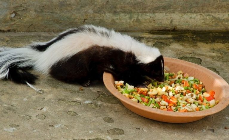 The Complete Guide To What Skunks Eat - Ariki Holidays