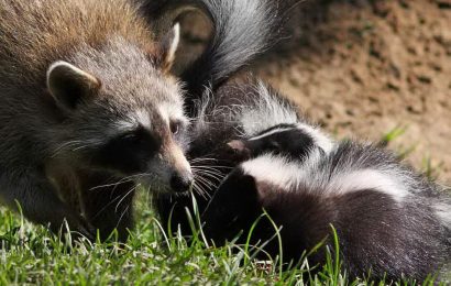 The Complete Guide To What Skunks Eat