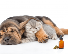 Benefits Of Cbd Oil For Dogs With Arthritis