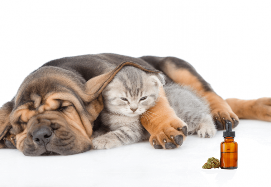 Benefits Of Cbd Oil For Dogs With Arthritis