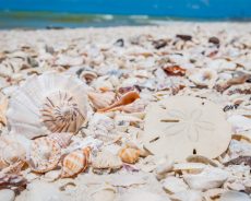 Visit Marco Island In Florida For The Most Exquisite Shells 