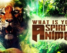 What Really Animal Spirit Is? Everything You Need To Know