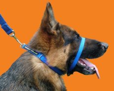 The Essential Guide to Choosing Dog Collars for New Owners