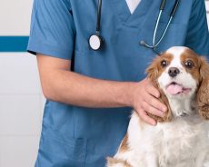 The Benefits Of Heartgard Plus For Dogs In Preventing Zoonotic Diseases